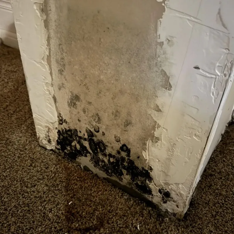 Professional Mold Removal in Boiling Springs, NC